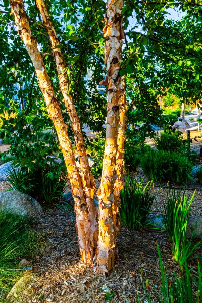 River Birch Trimming in Cedar Park