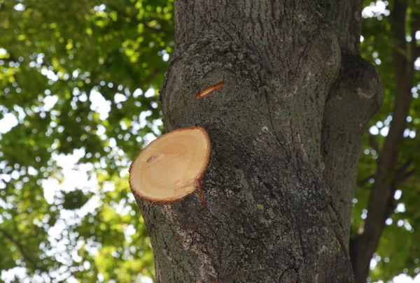 Cost of Limb Cutting in Cedar Park