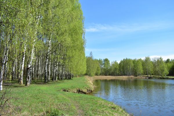River Birch Pruning in Cedar Park