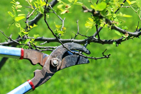 Cost of Branches Pruning in Cedar Park