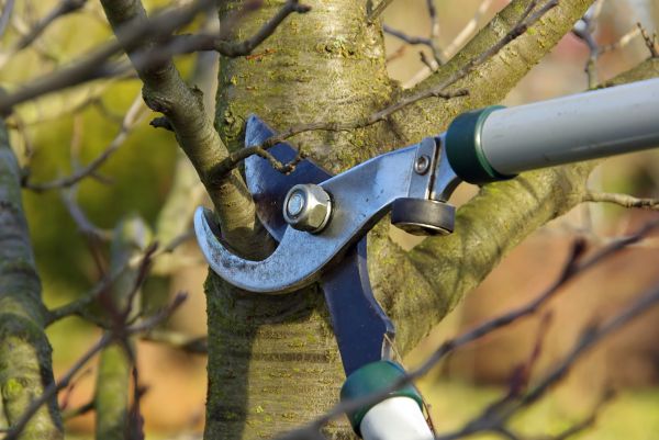 Cost of Tree Limb Trimming Service in Cedar Park