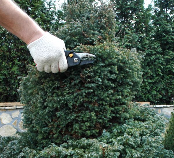 Cost of Ornamental Tree Trimming in Cedar Park