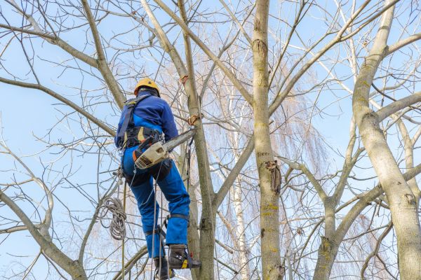 Cost of Large Tree Trimming in Cedar Park