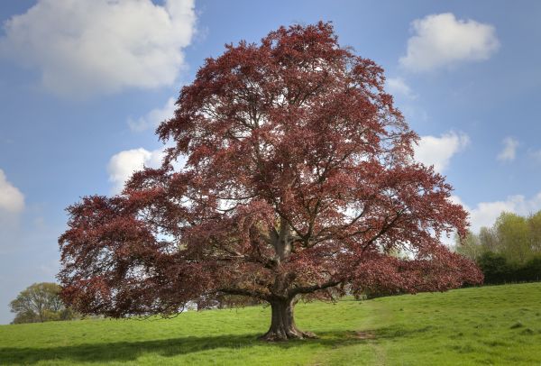 Cost of Beech Tree Pruning in Cedar Park