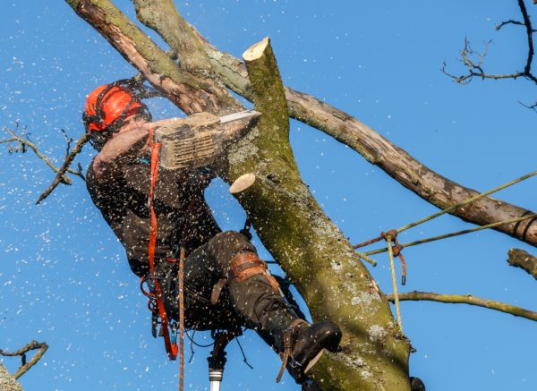Tree Trimming Service in Cedar Park