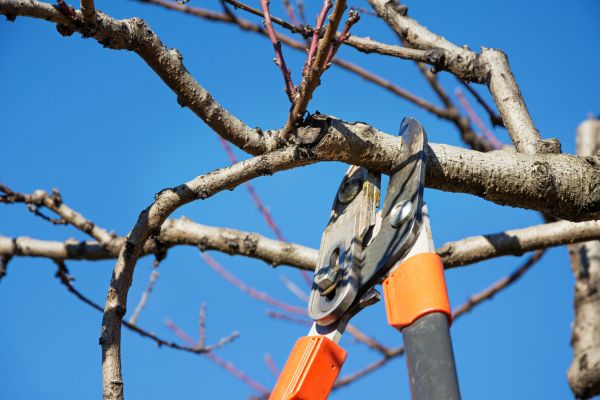 Tree Pruning in Cedar Park
