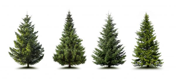 Cost of Pine Tree Trimming in Cedar Park