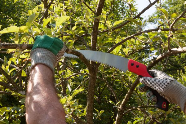 Apple Tree Trimming in Cedar Park